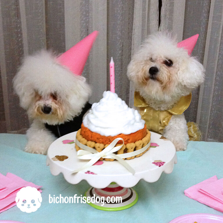 bichon-frise-party-dog-birthday