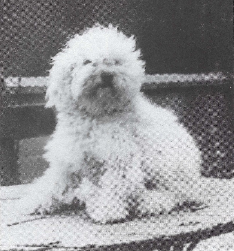 A Bichon owned by Madame Desfarge, France, 1944
