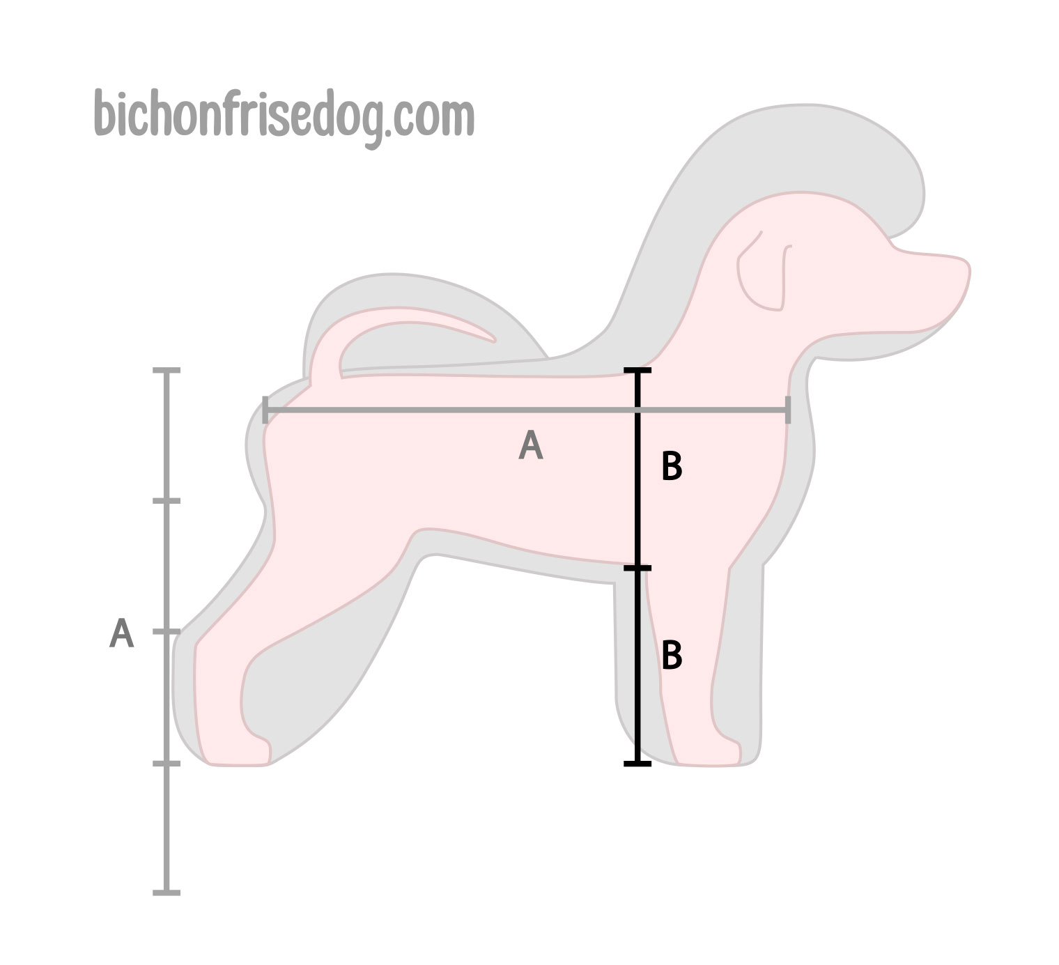 BICHON FRISE DOGS sizes proportion breed white dogs