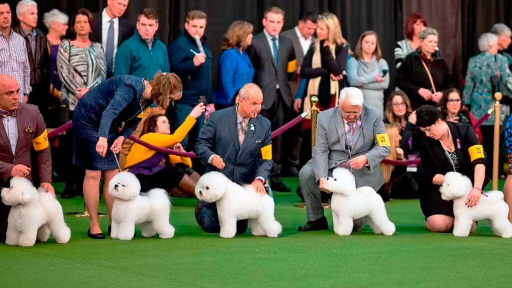 The 144th annual Westminster Kennel Club Dog Show, New York City, 2020