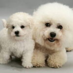 bichon frise dogs puppies dog mother puppy