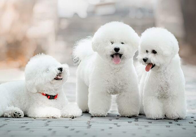 three bichon frise dog white fuffly dog in the street