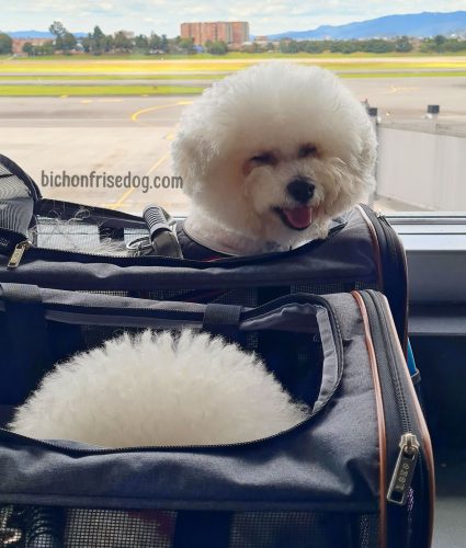 Bichon frise traveling plane