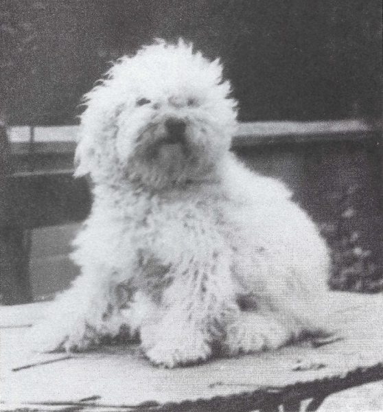 A Bichon owned by Madame Desfarge, France, 1944 A Bichon owned by Madame Desfarge, France, 1944
