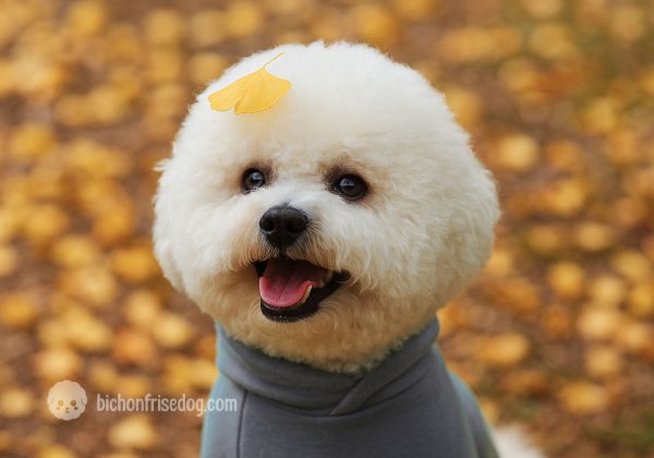 bichon frise dog puppy cute yellow bichon frise dog puppy cute yellow