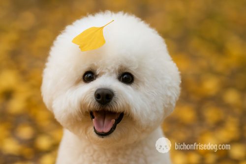 happy bichon frise cute happy bichon frise cute