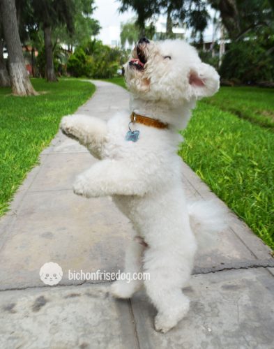 bichon frise dancing fun bichon frise dancing fun