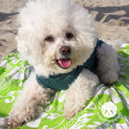 bichon-frise-beach