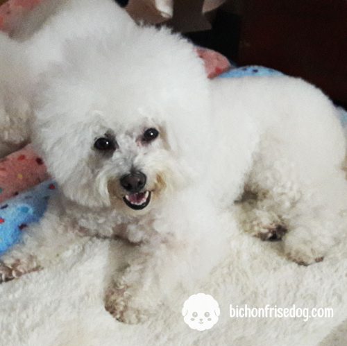 bichon-frise-beds