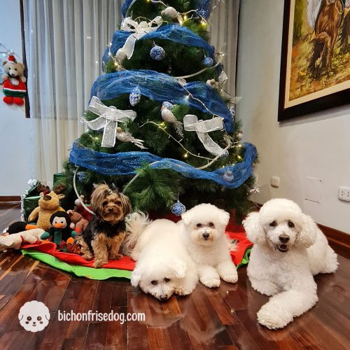 bichon-frise-christmast