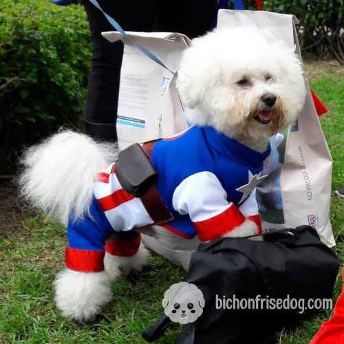 bichon-frise-costum