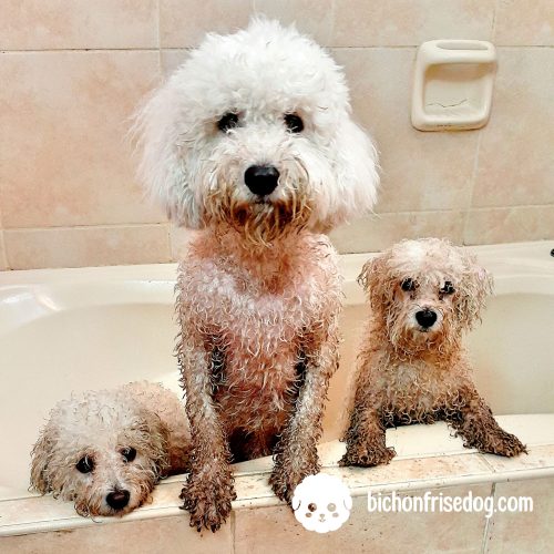 bichonfrisegrooming