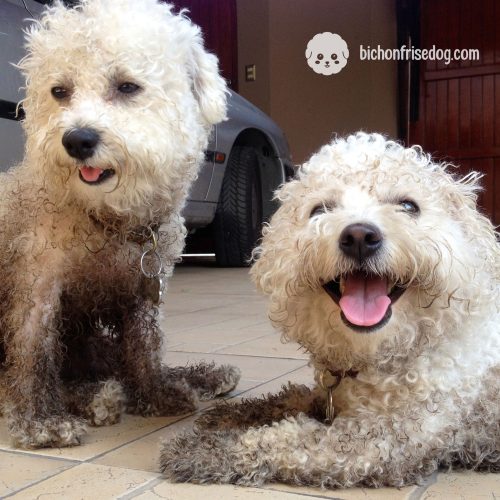 bichon-frise-grooming-pet