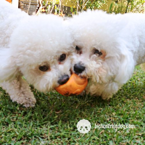 bichon-frise-toys-balls-playing